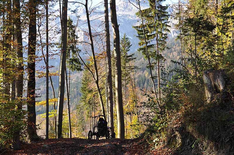 un cimgo dans la forêt